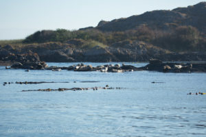 Harbor Seals Dead Mans island
