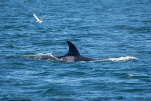 Biggs Orca