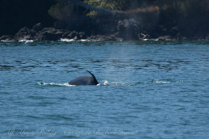 Biggs Orcas T37As hunting, Lopez island