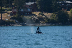 Biggs Orca Spyhop