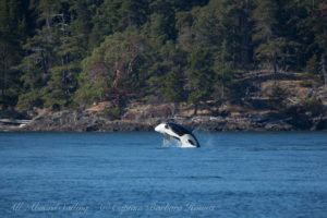 Biggs Orca breach