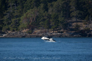 Biggs Orca breach