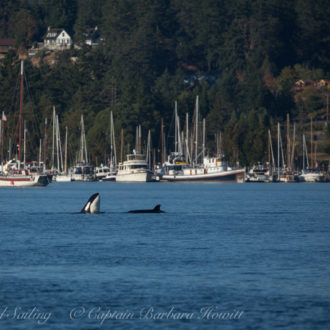 Biggs Orcas the T37As, Lopez Ferry landing