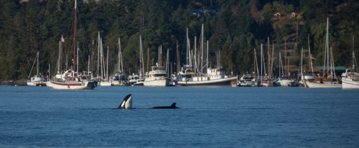 Biggs Orcas the T37As, Lopez Ferry landing