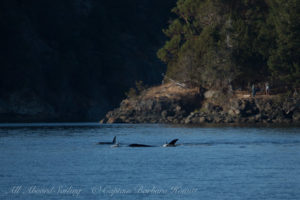Biggs Orcas hunting a harbor seal, Deer Harbor, Orcas Island Biggs Orcas hunting a harbor seal, Deer Harbor, Orcas Island