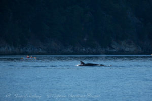 Biggs Orcas hunting a harbor seal, Deer Harbor, Orcas Island