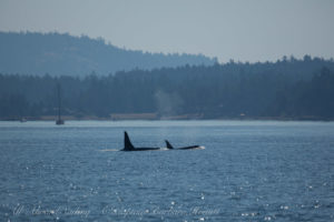 L22 and L89, Southern Resident Orcas