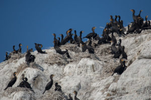 Double crested Cormorants nesting at Mandarte Island
