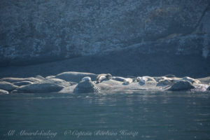 Harbor Seals Skipjack Island