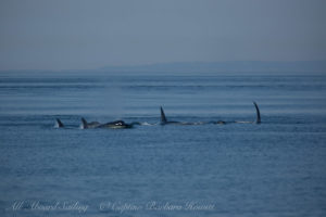 Transient (Biggs) Orcas