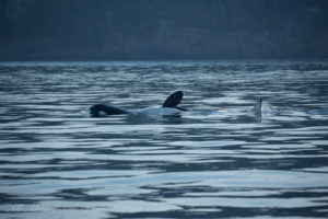 Playful Transient (Biggs) Orca
