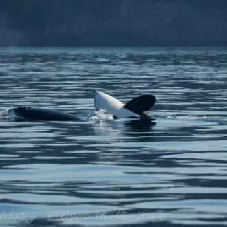 Sailing with 20 Transient Orcas Patos Island