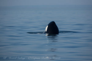 T87 male Transient (Biggs) Orca