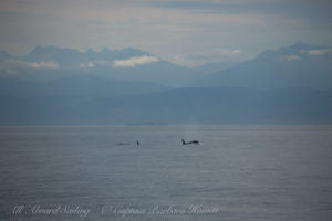 Southern Resident Orcas approach San Juan Island