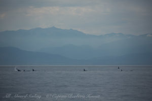 Southern Resident Orcas approach San Juan Island
