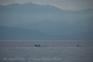 Southern Resident Orcas approach San Juan Island