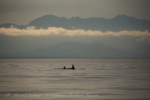 Southern Resident Orcas approach San Juan Island
