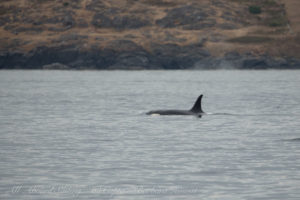 Southern Resident Orcas approach San Juan Island