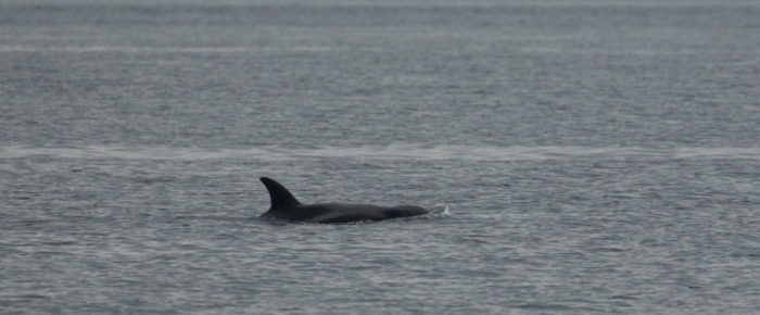 Last sighting of J50, Scarlet Last sighting of J50, Scarlet