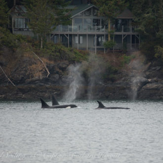 Transient Orcas T87 and the T90s in San Juan Channel