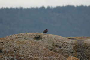 Black Oyster Catcher