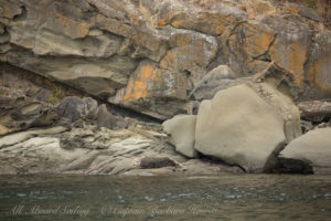 Harbor Seals, Flattop Island