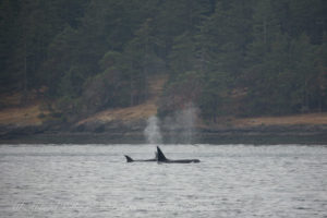 Transient Orcas in the San Juan Islands