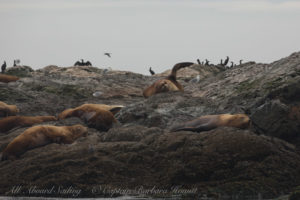Steller Sea Lions sleeping in late