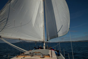 Wing on wing downwind sailing