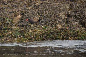 Black Oyster Catchers