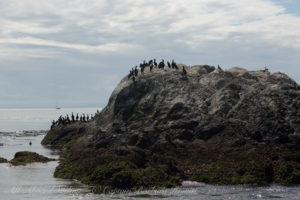 Cormorants on whale rocks