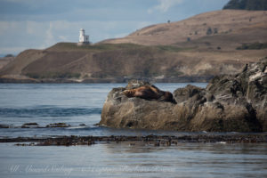 Steller Sea Lion and Cattle Point Lighthouse