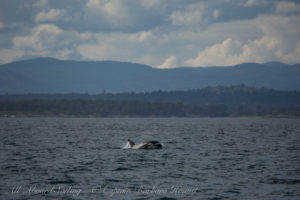 Southern Resident Orca