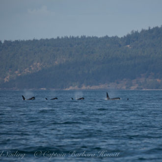 Sailed South with news of Southern Resident Orcas Inbound