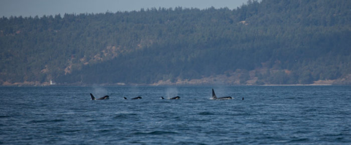 Sailed South with news of Southern Resident Orcas Inbound