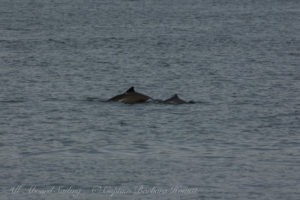 Harbor Porpoise with calf