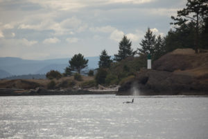 Transient (Biggs) Ocas T49As South Pender Island