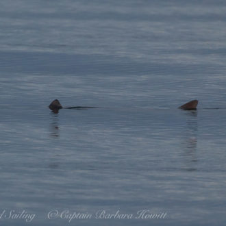 Transient Orcas, the T49As, South Pender Island