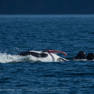 Phenomenal sail – J, K and L pod Southern Resident Orcas