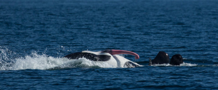Phenomenal sail – J, K and L pod Southern Resident Orcas