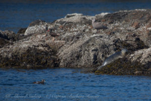 Harbor seal pup, Glaucous winged gull chick, Black Oyster catcher and Harlequin duck