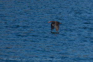 Black Oyster catcher calling in flight