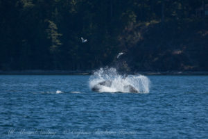 Transient (Biggs) Orcas T49As hunting off Lopez Island