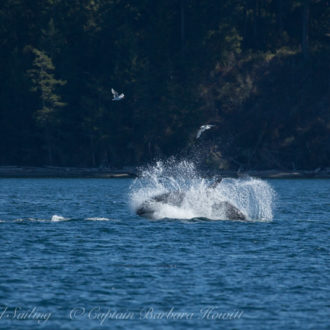 Frequent visitors to San Juan Island, Transient Orca family T49As