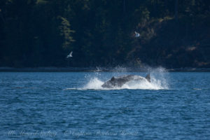 Transient (Biggs) Orcas T49As hunting off Lopez Island