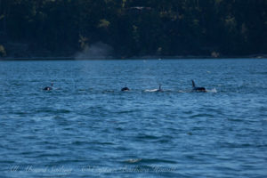 Transient (Biggs) Orcas T49As hunting off Lopez Island