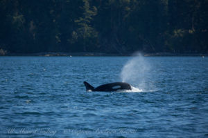 Transient (Biggs) Orcas T49As hunting off Lopez Island