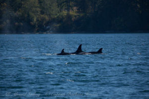Transient (Biggs) Orcas T49As hunting off Lopez Island