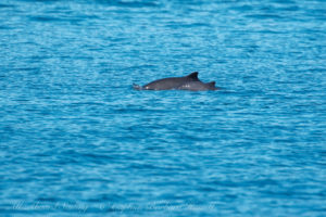 Harbor Porpoise mum and calf in Upright Channela