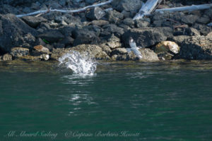 Belted Kingfisher catching fish
